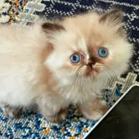 پرشین ماده|گربه|رشت, منظریه|دیوار