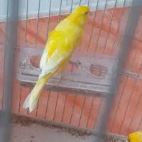 قناری نر بخون|پرنده|مسجد سلیمان, |دیوار