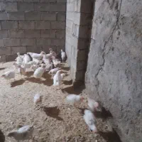 مرغ تخم گذار