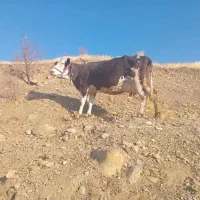 گاو سیمینتال