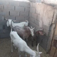 بز وبزغاله