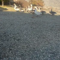 غاز محلی چاق|حیوانات مزرعه|نقده, |دیوار