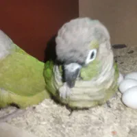 گرینچیک جفت رام و سخنگو|پرنده|بومهن, |دیوار