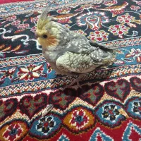 ۲عروس هلندی نازه|موش و خرگوش|قزوین, |دیوار