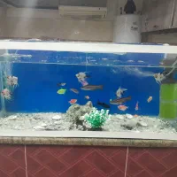 آکواریوم ‌
