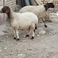 دوعددمیش جوان آبستن سه ماهه بشرط سونوگرافی|حیوانات مزرعه|مشهد, آبکوه|دیوار