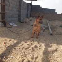 سگ ژرمن|سگ|شریف‌آباد, |دیوار