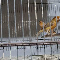 قناری و شاه طوطی نر تک و مرغ عشق انگلیسی|پرنده|ساری, |دیوار