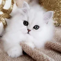 بریتیش سفید برفی چشم دریایی زمردین