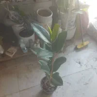 گل و گیاه فیکوس سبز