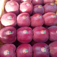 تامین میوه وصیفی جات|خدمات پذیرایی، مراسم|تهران, میدان میوه و ترهبار مرکزی|دیوار