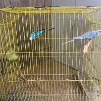 مرغ عشق جفت|پرنده|گرگان, |دیوار