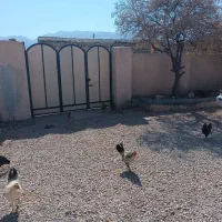 خانه اجاره رهن|اجارهٔ خانه و ویلا|کازرون, |دیوار