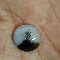 شجر تکدرخت قاین