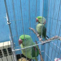 جفت شاه طوطی|پرنده|گلبهار, شهر جدید گلبهار|دیوار