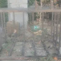جا کولری
