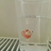 فایتر بیش مولد