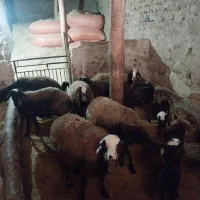 فروش میش با بره یک ماهه