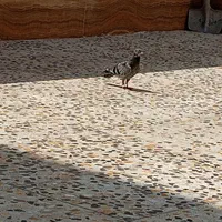 کبوتر جوجه مگزی گم شده
