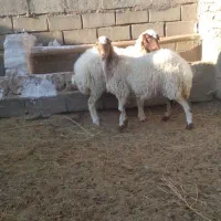 ۲رآس بزغاله پلنگی ماده خوشکل لنگ ۳قلوه|حیوانات مزرعه|فردوس (خراسان), |دیوار