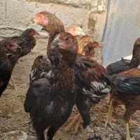 جوجه لاری|حیوانات مزرعه|پیشوا, |دیوار