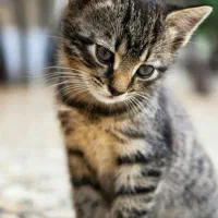 سرپرستی قبول میکنم|حیوانات|قم, ولیعصر|دیوار