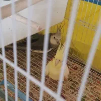 یک جفت عروس هلندی با قفس