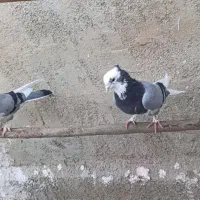 فروش دو جفت نروماده