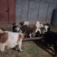 ۶بزوبزغاله