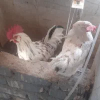 دوتا مرغ گلین و یک خروس|حیوانات مزرعه|قم, پردیسان|دیوار