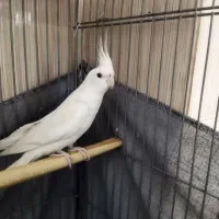 عروس هلندی سفید نر