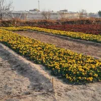 فروش عمده گل های فصلی ( بنفشه/ همیشه بهار/ قلم فور|خدمات باغبانی و درختکاری|پاکدشت, پاکدشت (مامازند)|دیوار