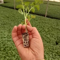 نشا گوجه فلفل بادمجان