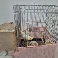 جفت عروس پاریس مولد