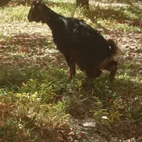 بزغاله|حیوانات مزرعه|پادنا علیا, |دیوار