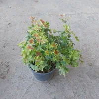 گل های اپارتمانی