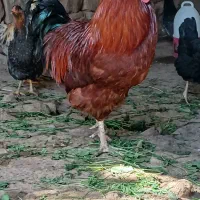 خروس حرفه ای