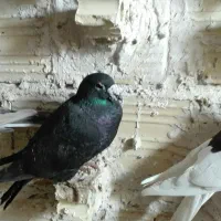 7 تا کفتر پرشی صید|پرنده|مشهد, شهید قربانی|دیوار