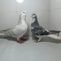 کبوترطوقی سرخ هفرنگ خال سیاه دارجفت ساده لایی مگسی|پرنده|مشهد, شهید بصیر|دیوار