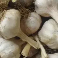 سیر خشک تازه