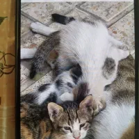 واگذاری بچه گربه