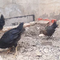 جوجه مرغ سیاه