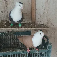 کلاغ  جفتگاه و قفس جفتگاه