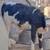 تلیسه اول شکم با گوساله بزرگ نر|حیوانات مزرعه|دالاهو, |دیوار