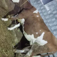 ننگون سمینتال چهار دندان تازه زائیده