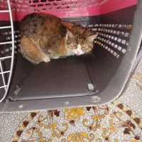 واگذاری پیشی خانم ، نژاد دی اس اچ ، رایگان