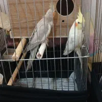 فروش فوری یک جفت عروس هلندی + قفس