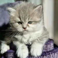 گربه بریتیش