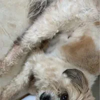 سگ گمشده به یابنده مژدگانی داده می‌شود|حیوانات|رشت, بوسار|دیوار