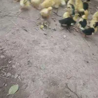 جوجه اردک